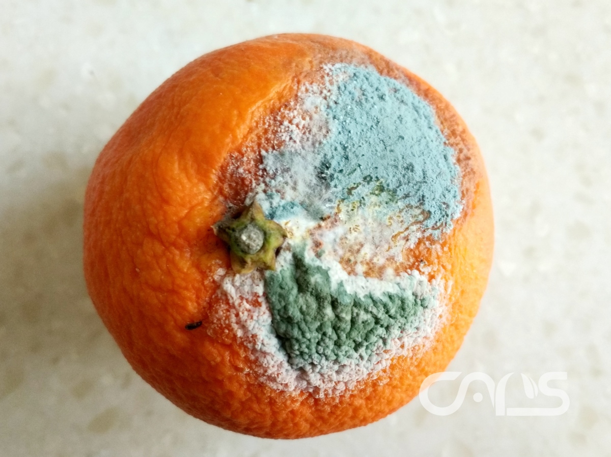 柑橘青绿霉病