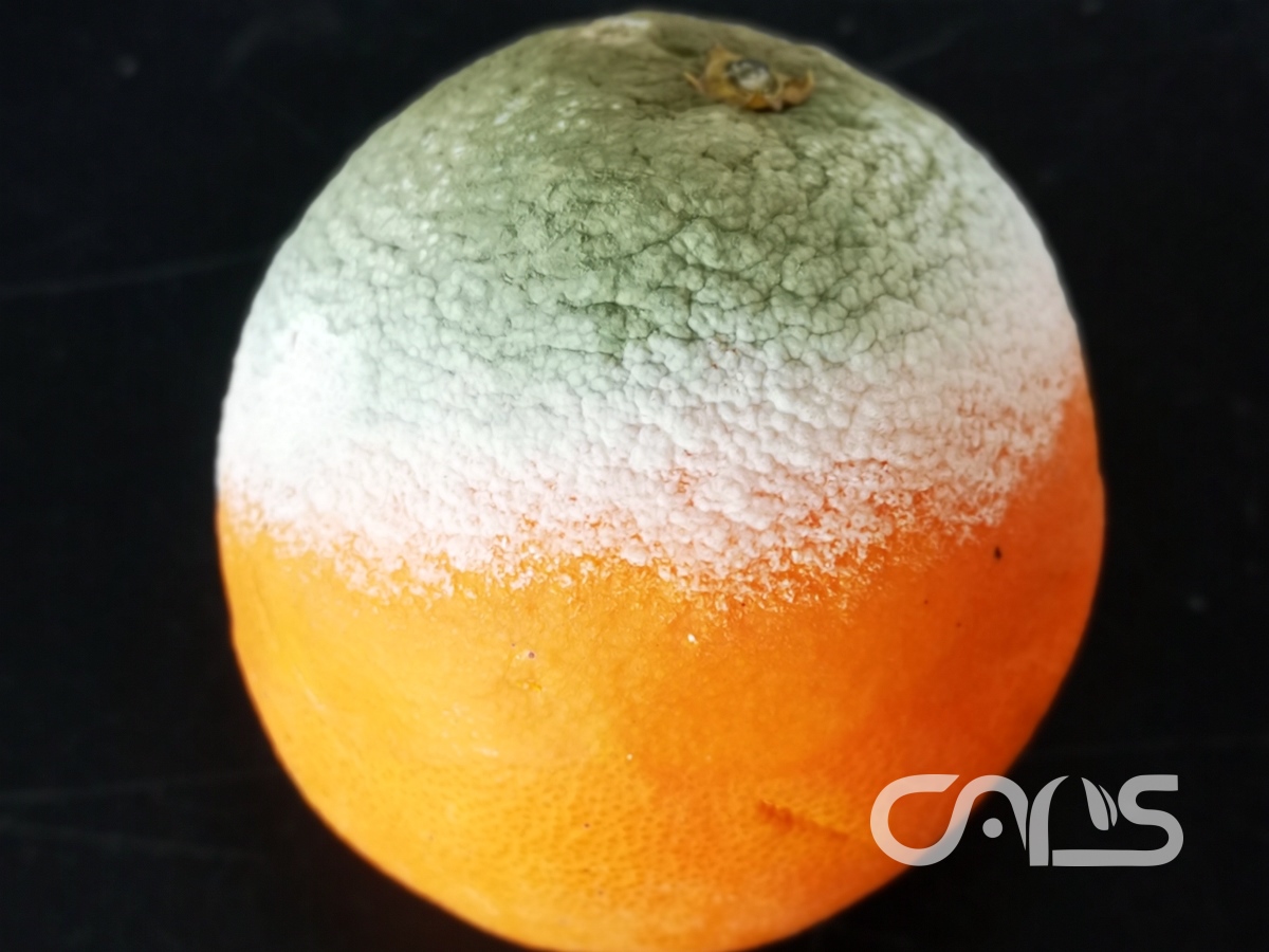 柑橘青绿霉病
