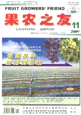 无病毒柑橘容器苗栽植技术