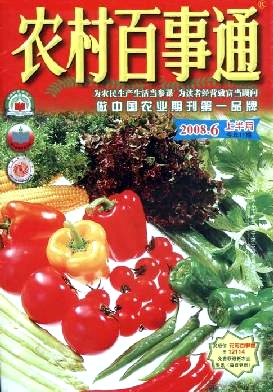 血橙良种——塔罗科血橙新系