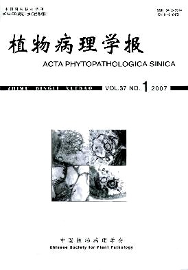 4种柑橘衰退病毒源单蚜传毒分离株CP基因的分子特征