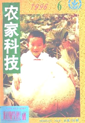 风味独特的柑桔“葡萄柚”