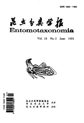 中国婪步甲属一新亚属二新种（鞘翅目：步甲科）