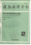 中国栽培柑桔中存在类似类病毒RNA的证明