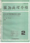 柑桔脚腐病研究