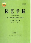 甜橙新品种‘塔罗科血橙新系’