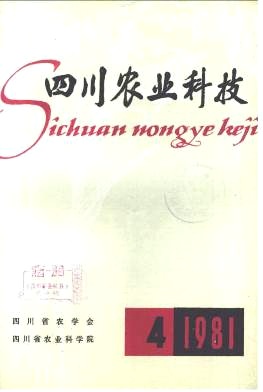 枳砧温州柑高接脐橙