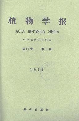 柑桔胚的人工培养