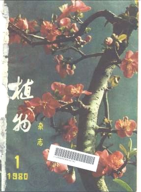植物的菌根
