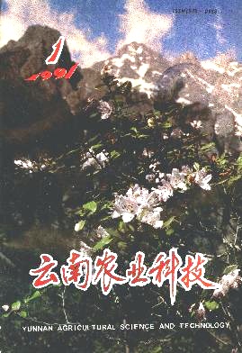 云南玉溪早熟柑桔基地调查简报