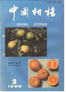 早冰橙