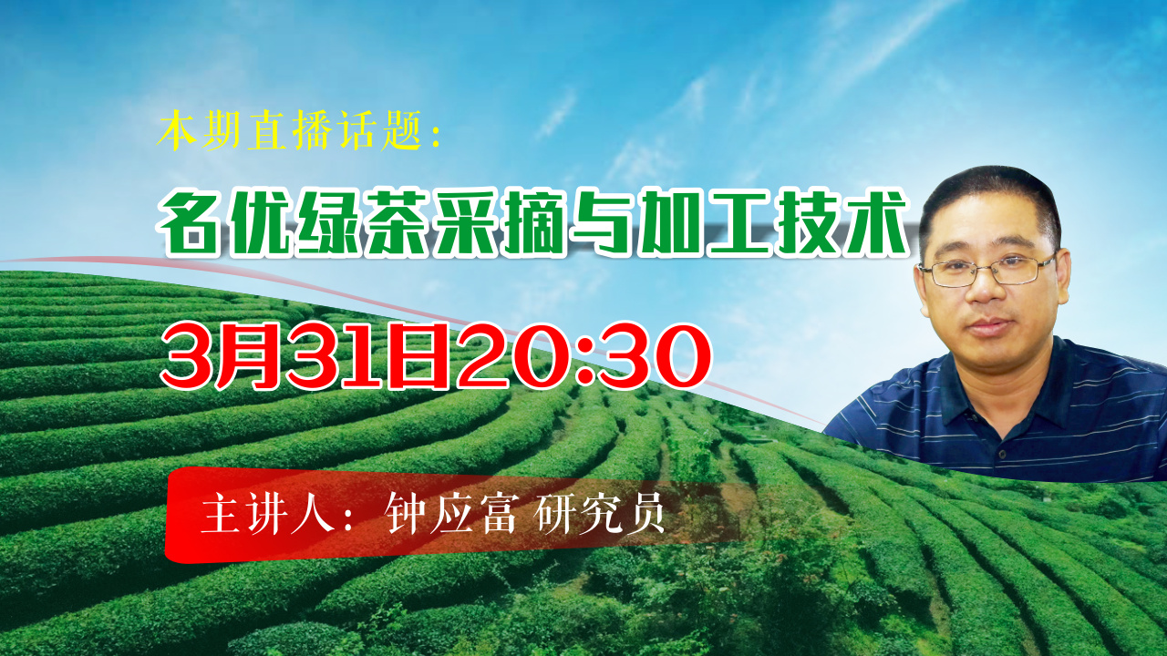 名优绿茶的采摘与加工技术