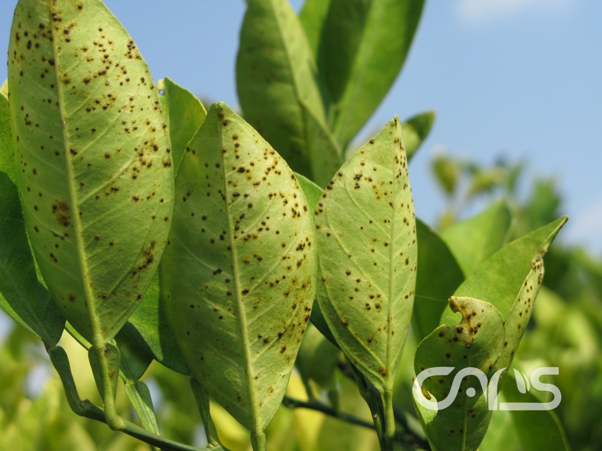 柑橘脂点黄斑病