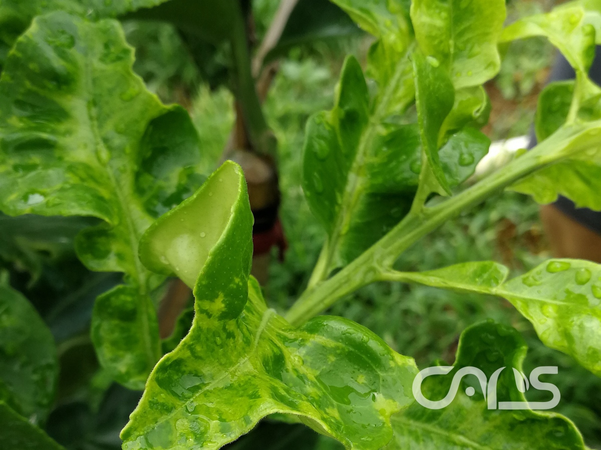 柑橘褪绿矮化病