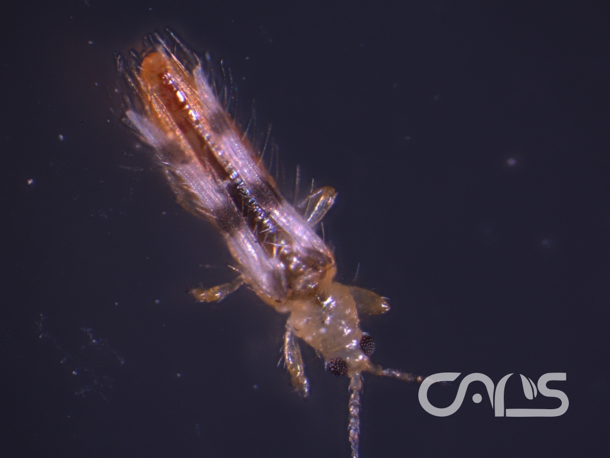 柑橘蓟马和茶黄蓟马