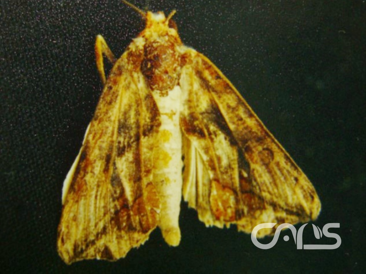 吸果夜蛾类