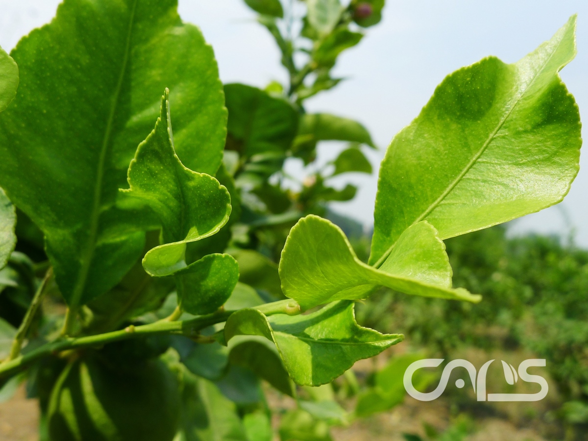 柑橘褪绿矮化病
