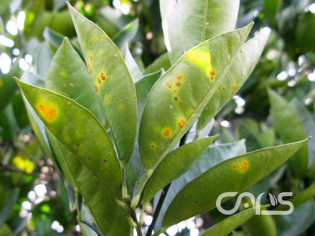 柑橘脂点黄斑病