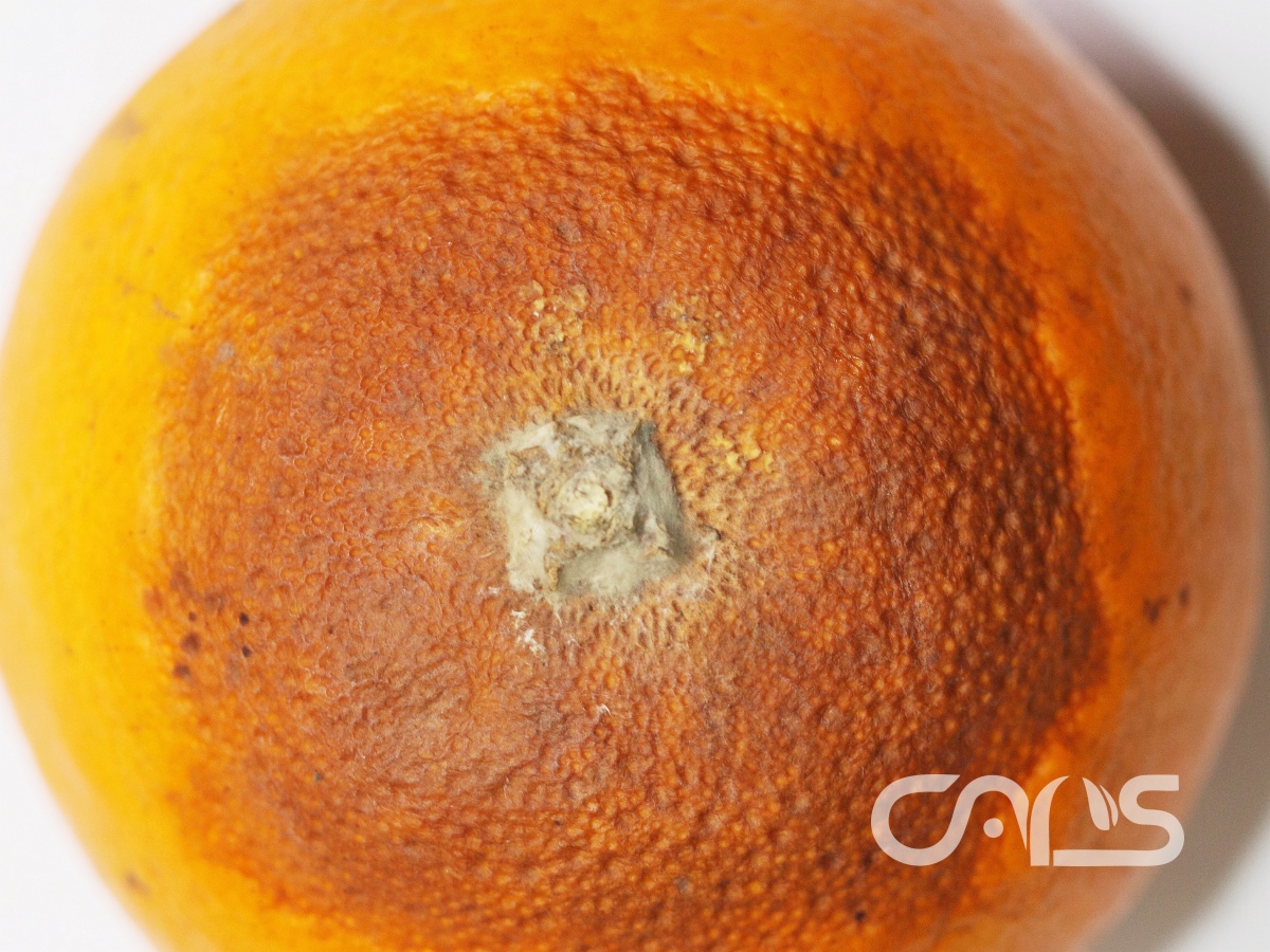 柑橘褐色蒂腐病