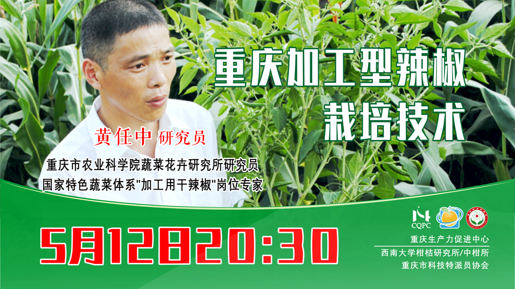 重庆加工型辣椒栽培技术