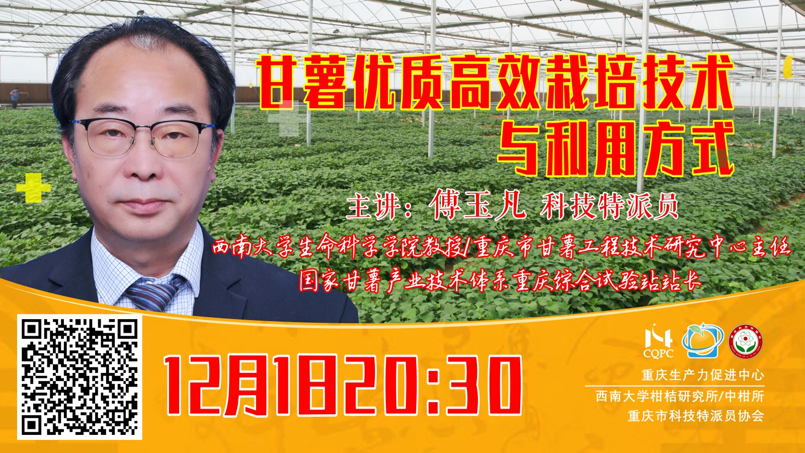 甘薯优质高效栽培技术与利用方式