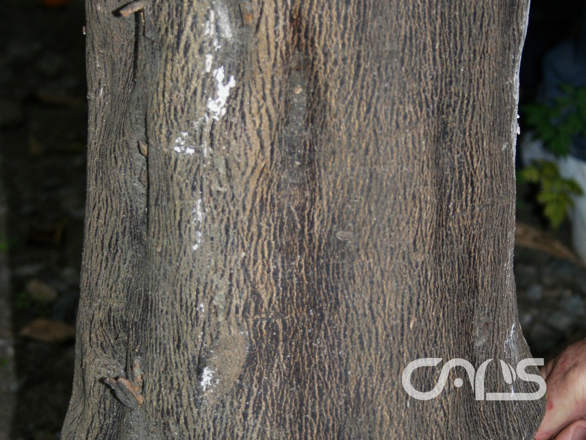 柑橘木质陷孔病