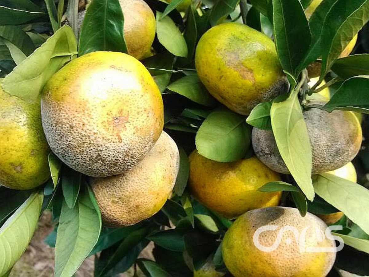 柑橘疫霉褐腐病