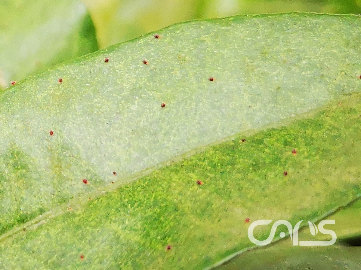 柑橘全爪螨