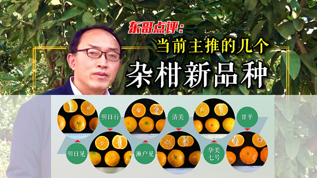 当前主推的几个杂柑新品种
