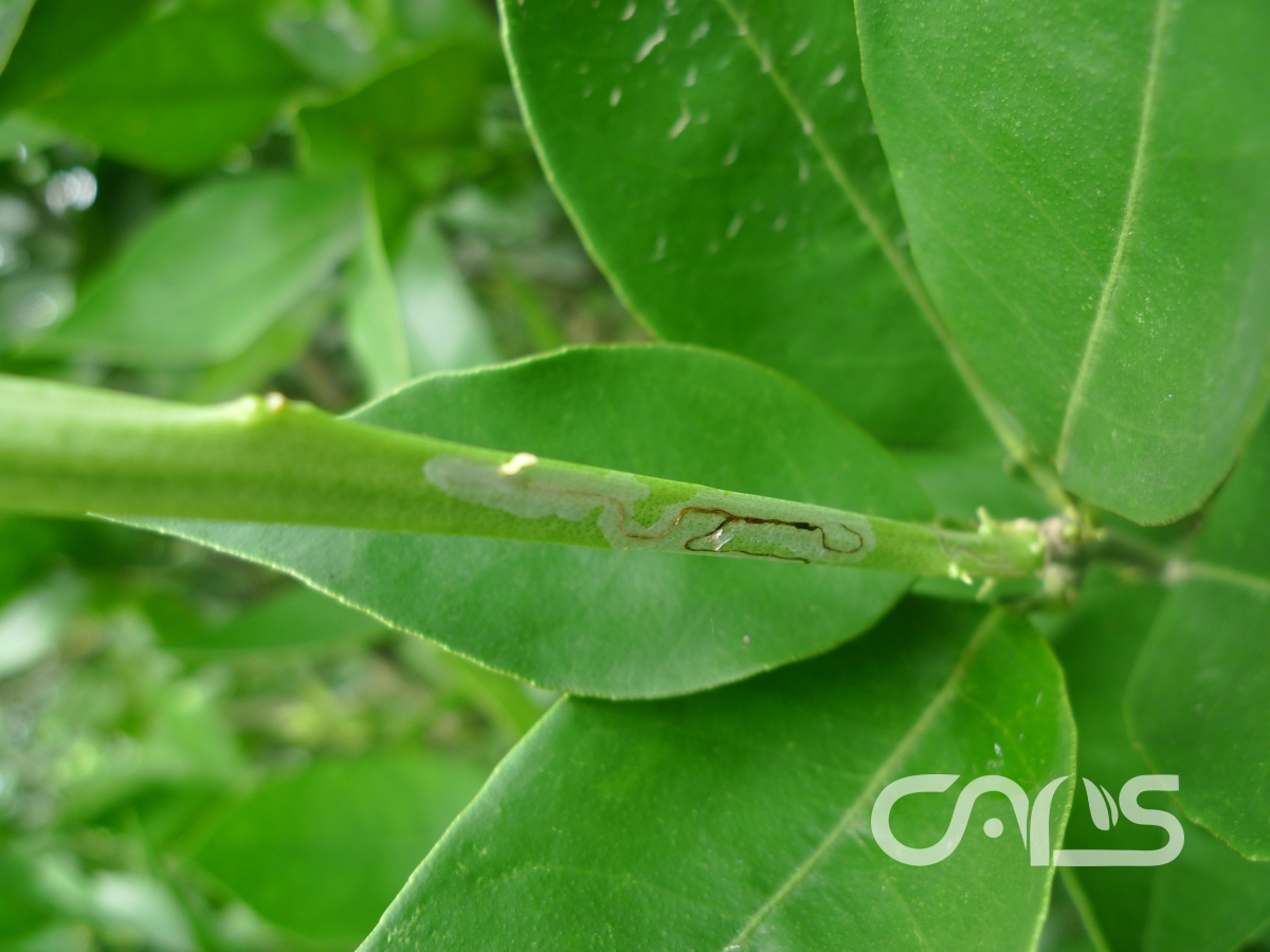柑橘潜叶蛾