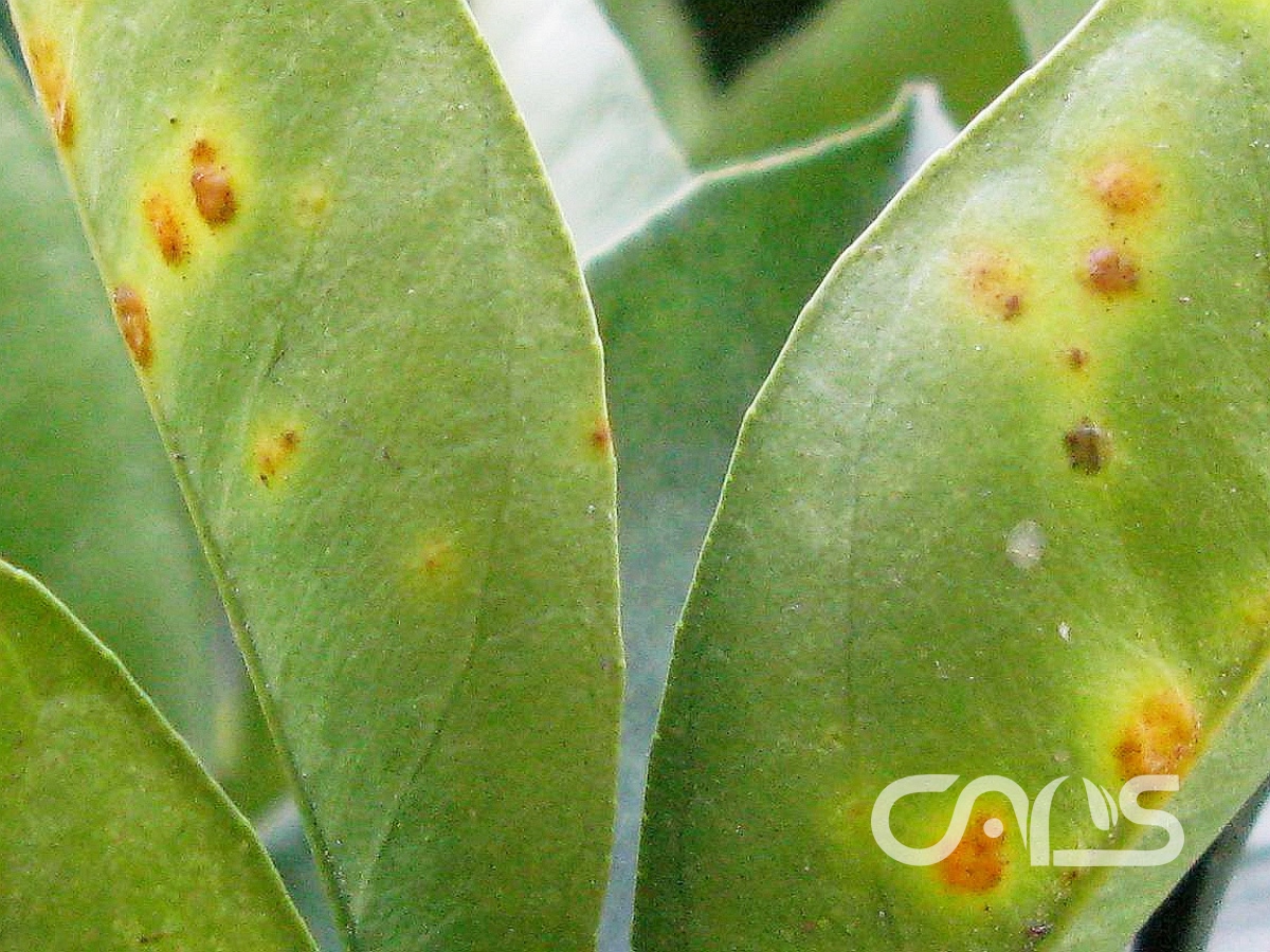 柑橘脂点黄斑病