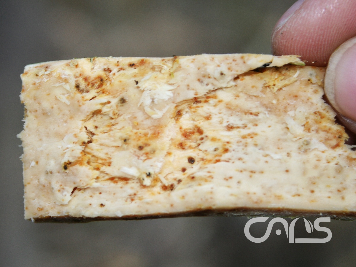 柑橘木质陷孔病