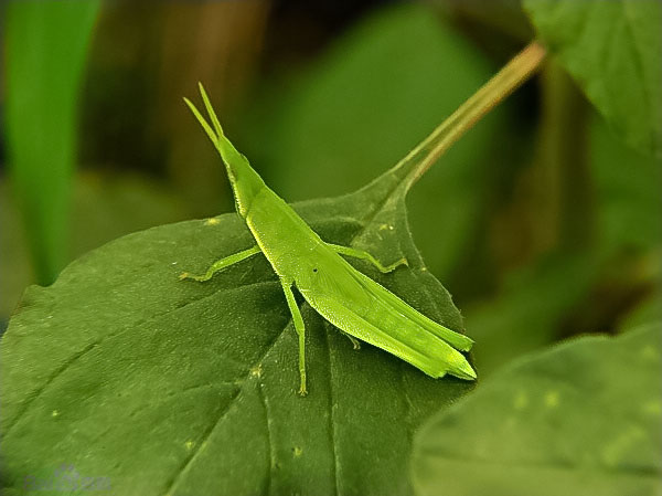 尖头蝗（尖头蚱蜢）
