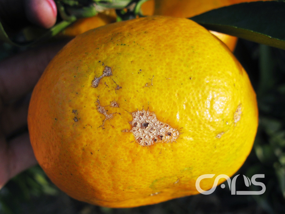 柑橘灰霉病