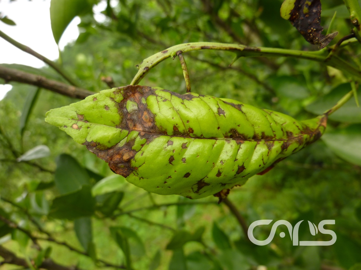 柑橘褐斑病