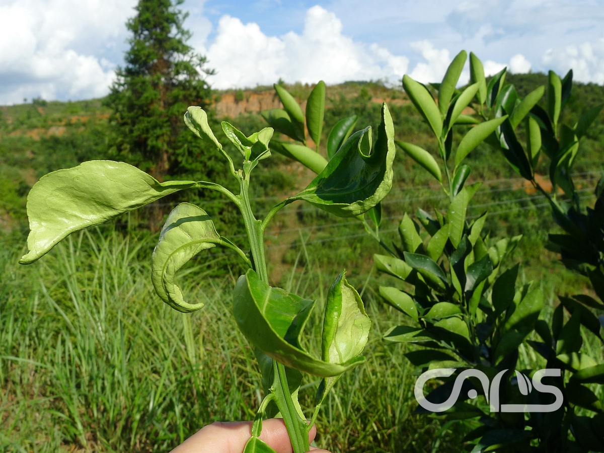 柑橘蓟马和茶黄蓟马