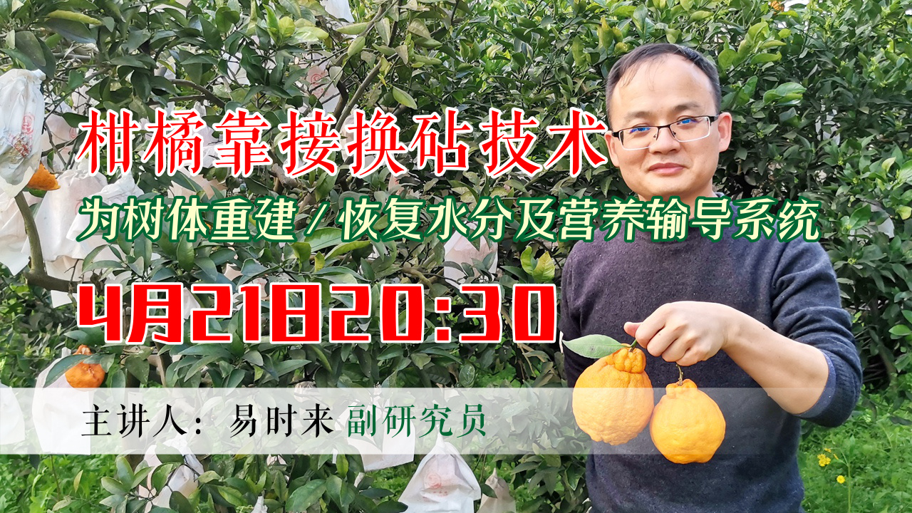 柑橘靠接换砧技术