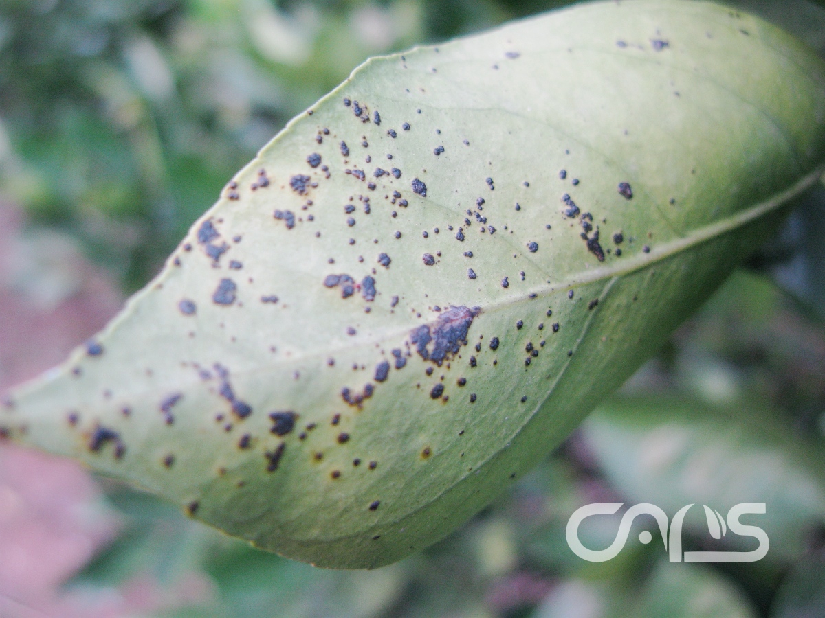 柑橘脂点黄斑病