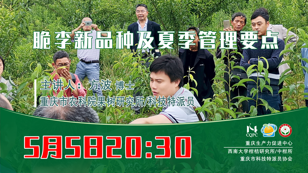 脆李新品种及夏季管理要点