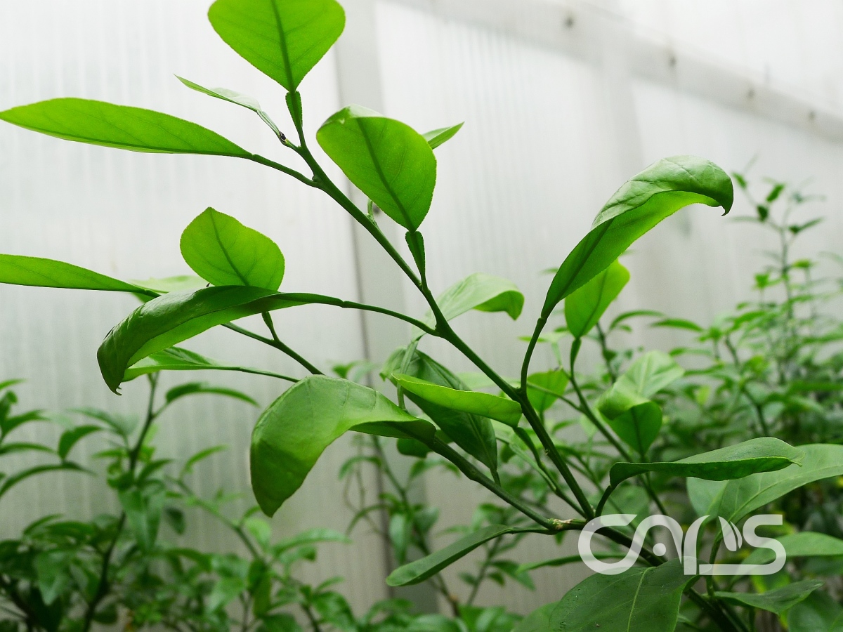 温州蜜柑萎缩病