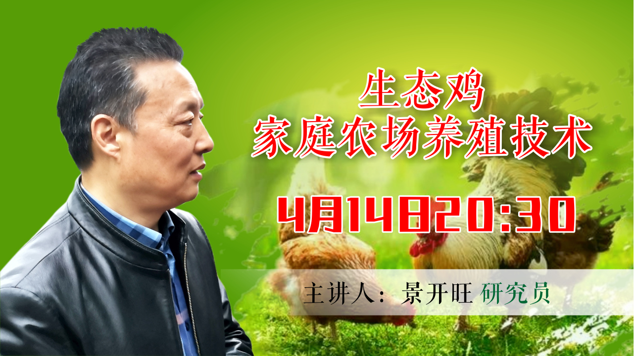 生态鸡家庭农场养殖技术